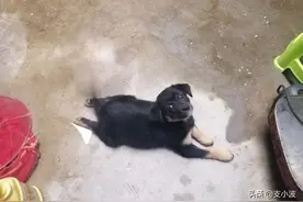 流浪猫是世界上最可怜的动物，没有之一图片