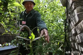 七旬老人种桃木一体拐杖，全国独此一家，一根要价上千元，啥样子图片