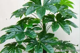 春天幸福树掉叶子是怎么回事图片