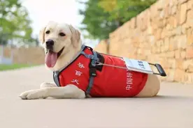 国际导盲犬日：导盲犬不为人知的历史图片