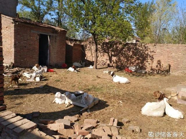 养分含量超高的营养土，自己在家也能做，省下一大笔 买花钱