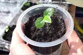 百香果别花钱买！吃完“籽”留下，丢盆里，简单4步，观叶又收果图片