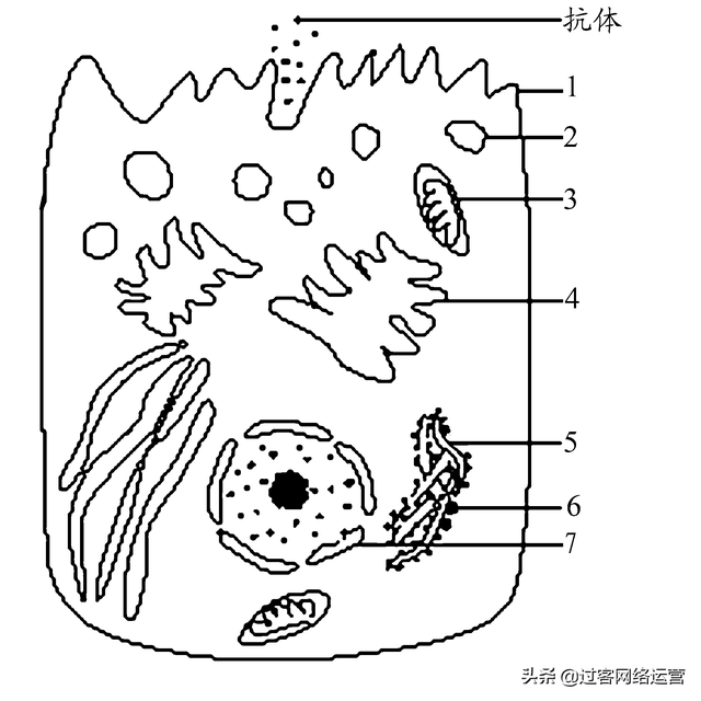 高一生物必修一复习提纲