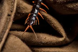 家住13楼的我被蜈蚣咬了，全市只有一家医院能看图片