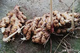 生姜种植到花盆中，可当盆景可食用，注意防寒防晒可多年种植图片