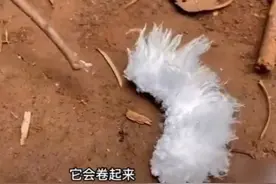 云南发现“神秘生物”！全身白毛，好像穿了羽绒服，这是什么？图片