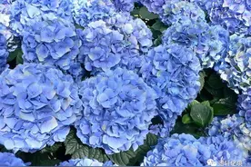 生活中的化学——绣球花调色图片