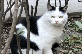 奶牛猫的田园生活图片