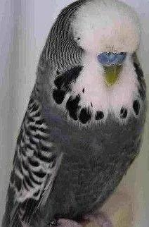 黄绿鱼鳞鹦鹉