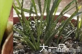 程梅和大一品的区别何在，养哪个更好呢？图片