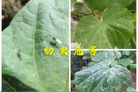 黄瓜斑潜蝇危害日趋严重，药剂防治效果不佳，需采取综合措施防控图片