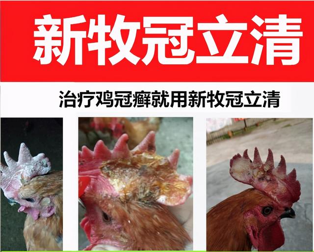 维生素e乳膏对鸡皮肤有用吗