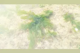 海边这种绿色的海草和火锅是绝配，小伙顶着大风抓了小半桶