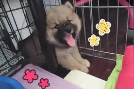 买的柴犬，被人嘲笑像一只熊，数月后狗狗完美蜕变图片