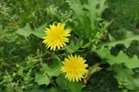 路边发现小黄花，赶紧采摘带回家，晒干泡水好处多，对女性有帮助图片