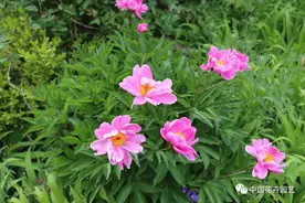 芍药花期管理 | 技术图片
