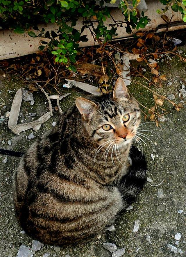 狮子猫图片,土猫颜值代表"狮子猫",为什么养的人不多? - 冷求网