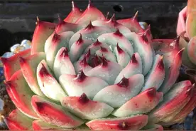 看一看这7款以美女之名来命名的多肉，你觉得哪一款最名副其实？图片