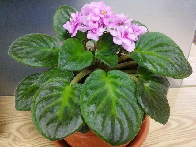 贝拉小蜜蜂草本身体乳