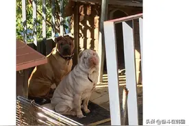 只是为了立人设？这位韩国巨星今天要因为一只狗翻车了？图片