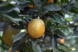 “丛林小火车”打通脐橙运输“第一公里”节约成本2000万图片