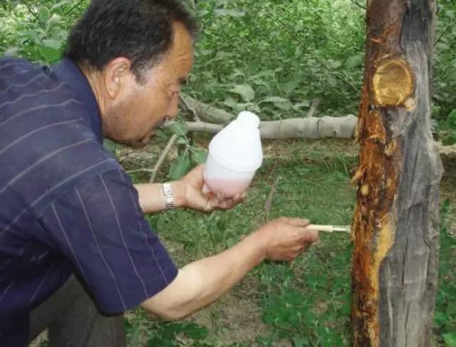 果树补些氨基酸肥料,效果真的不错