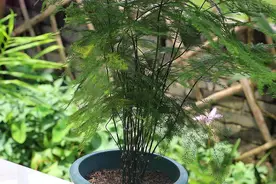 这样繁殖文竹不要太简单了，一株就能变一片，真养眼图片