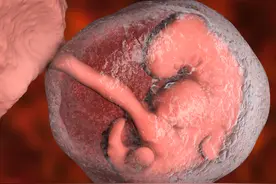 羊水为什么叫羊水，和羊有关系吗？它的作用与重要性有哪些？图片