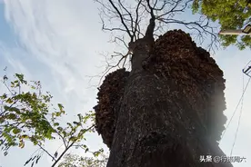 农民大哥门前200年古树长出“大树宝”，80万没卖，看是啥样图片