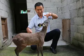 16岁回乡创业，陕西34岁小伙扎根深山18年，如今成千万富翁图片