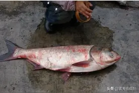 白鲢的价格便宜又不太受欢迎，为何很多养殖户去养殖？答案来了图片