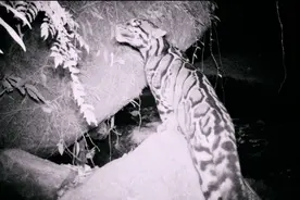 “灭绝”云豹重现喜马拉雅，然而环境专家却更惆怅了图片