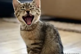 你能够容忍一只呲牙的猫，却无法容忍一只呲牙的狗，知道为啥吗？图片