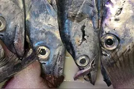 买带鱼时，无论冰鲜还是冰冻的，牢记2点技巧，新鲜好带鱼轻松挑图片