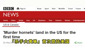 杀人蜂入侵美国？美国网友有点慌，日本网友口水都要流出来了图片
