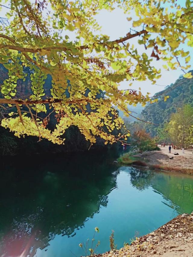 秋风吻尽银杏叶，艳遇醉美帽子峰