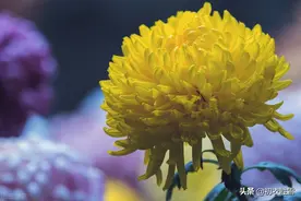 重阳节老人节诗词六首：白日明朝依旧在，黄花非晚是重阳图片