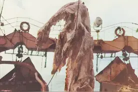 1977年，日本捕鱼船捞起的“海怪”尸体，是全球最后的蛇颈龙吗图片