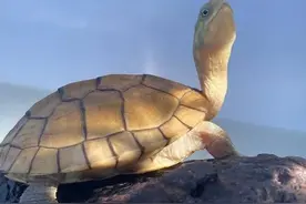 龟缸黄水了怎么办，有没有害处，要怎么解决呢？图片