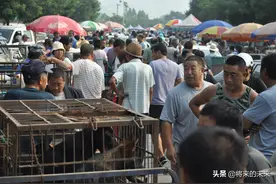 乡村宠物市场真繁华，“冒牌儿”狗狗让人爱，“差价”狗狗赚的多图片