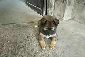 男子搬家12年，再回来时狗子牙齿都掉光了，一直在原地等待图片