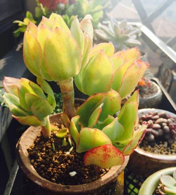 10种肥嘟嘟的多肉,拳头大小,听名字就流口水!