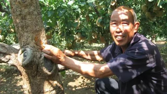 果树补些氨基酸肥料，效果真的不错