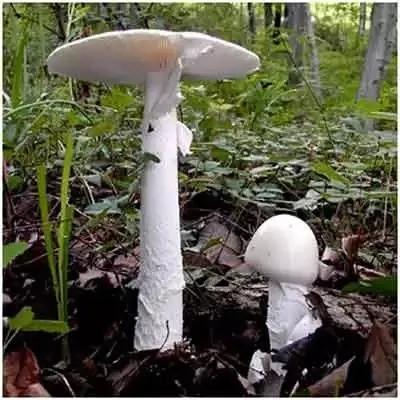 致死率达80%！多人因吃这种蘑菇中毒死亡，千万别乱吃了