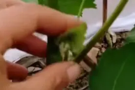 为什么要在夏季将葡萄新芽抹掉？除控制利用副梢外，还可节约养分图片
