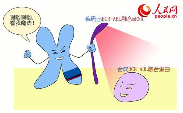 从染色体、基因说起 带你了解“慢性粒细胞白血病”