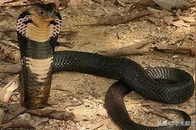 中国十大毒蛇之中华眼镜蛇，性格暴躁凶猛，甚至还会喷射毒液图片