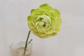 植物染色—洋牡丹吸色小记录图片