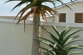 芦荟“真好养”，长了3米高，长成芦荟大树，叶子太厚，吃不完图片