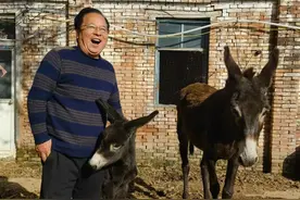 驴下了！驴又下了图片